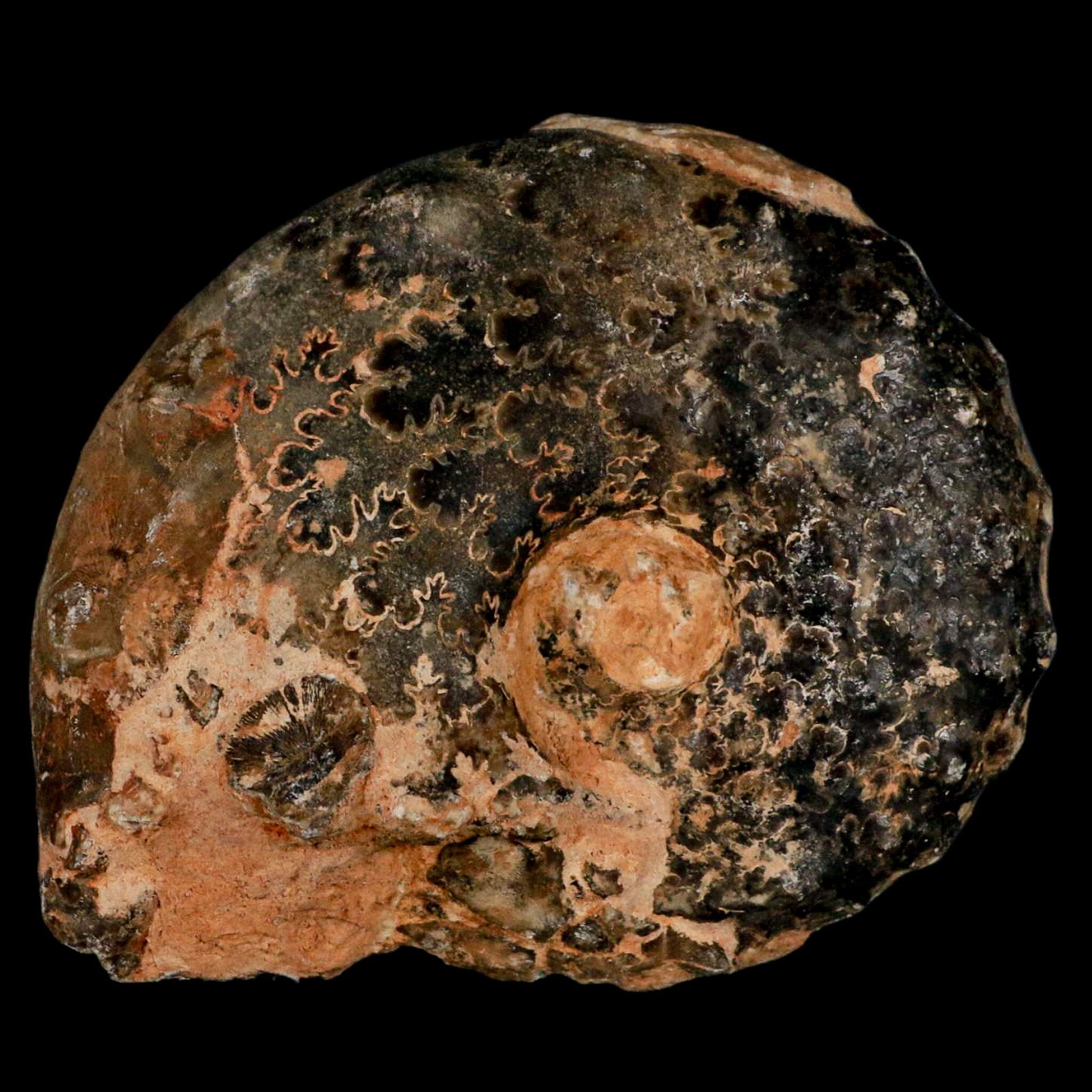 3.2" Mammites Nodosoides Ammonite Fossil Shell Upper Cretaceous Age Morocco - Fossil Age Minerals