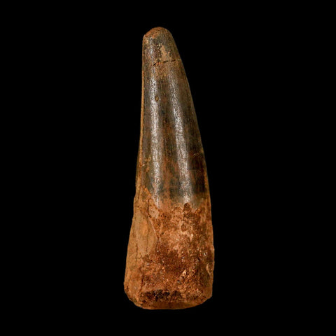 2.7" Spinosaurus Fossil Tooth 100 Million Years Old Cretaceous Dinosaur COA - Fossil Age Minerals