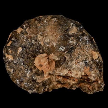 4" Mammites Nodosoides Ammonite Fossil Shell Upper Cretaceous Age Morocco