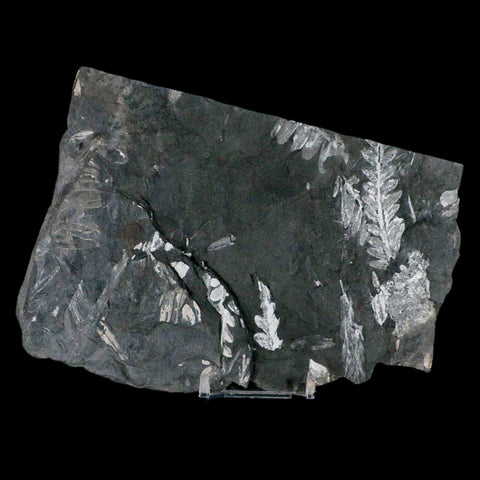 6.3" Alethopteris Fern Plant Leaf Fossil Carboniferous Age Llewellyn FM ST Clair, PA - Fossil Age Minerals