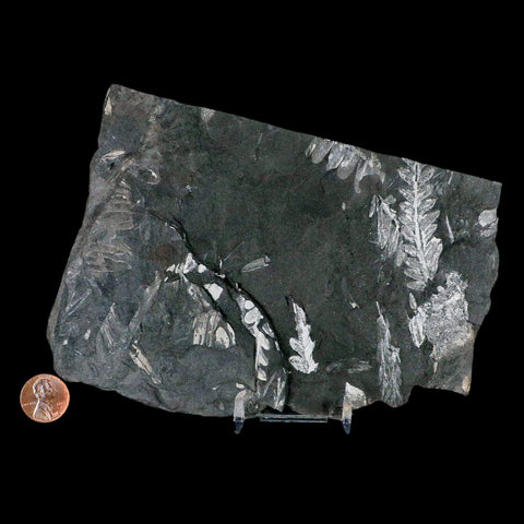 6.3" Alethopteris Fern Plant Leaf Fossil Carboniferous Age Llewellyn FM ST Clair, PA - Fossil Age Minerals