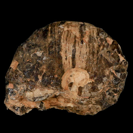 4" Mammites Nodosoides Ammonite Fossil Shell Upper Cretaceous Age Morocco