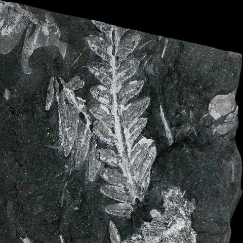 6.3" Alethopteris Fern Plant Leaf Fossil Carboniferous Age Llewellyn FM ST Clair, PA - Fossil Age Minerals
