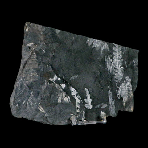 6.3" Alethopteris Fern Plant Leaf Fossil Carboniferous Age Llewellyn FM ST Clair, PA - Fossil Age Minerals