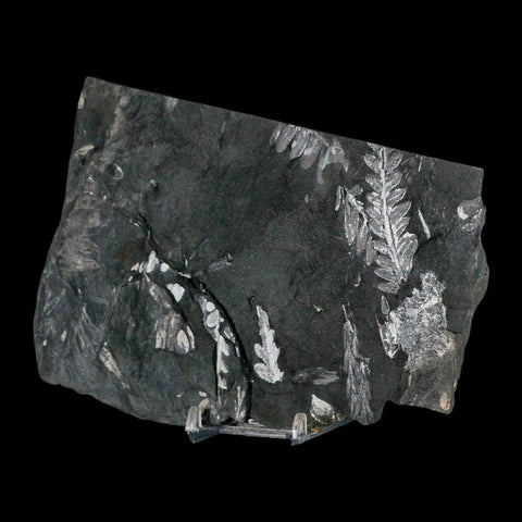 6.3" Alethopteris Fern Plant Leaf Fossil Carboniferous Age Llewellyn FM ST Clair, PA - Fossil Age Minerals