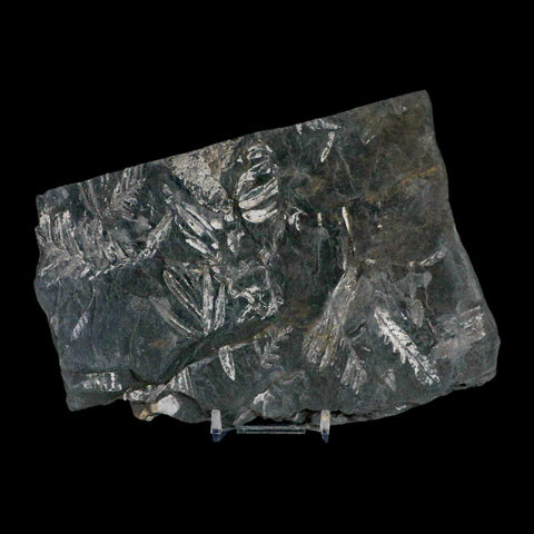 6.3" Alethopteris Fern Plant Leaf Fossil Carboniferous Age Llewellyn FM ST Clair, PA - Fossil Age Minerals