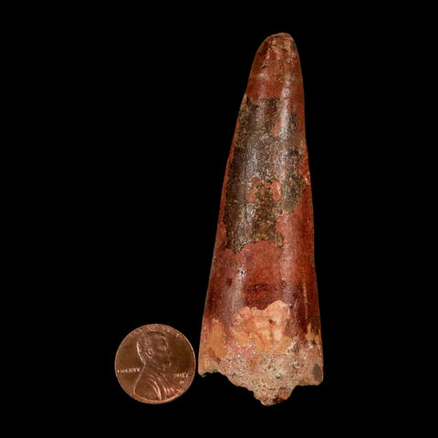 XL 3.3" Spinosaurus Fossil Tooth 100 Million Years Old Cretaceous Dinosaur COA - Fossil Age Minerals