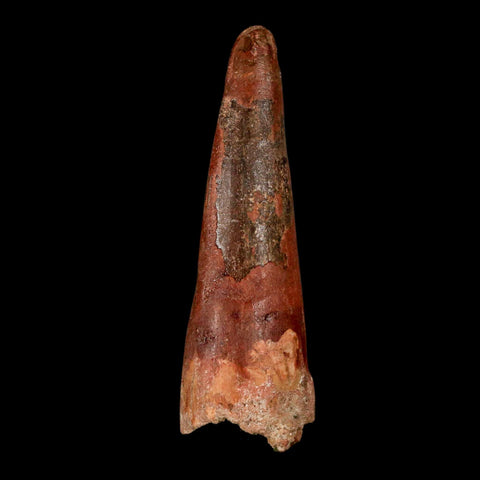 XL 3.3" Spinosaurus Fossil Tooth 100 Million Years Old Cretaceous Dinosaur COA - Fossil Age Minerals