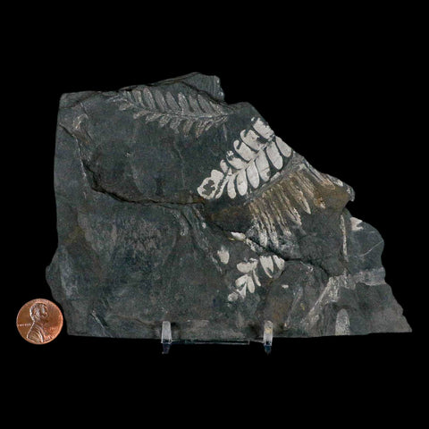 6" Alethopteris Fern Plant Leaf Fossil Carboniferous Age Llewellyn FM ST Clair, PA - Fossil Age Minerals