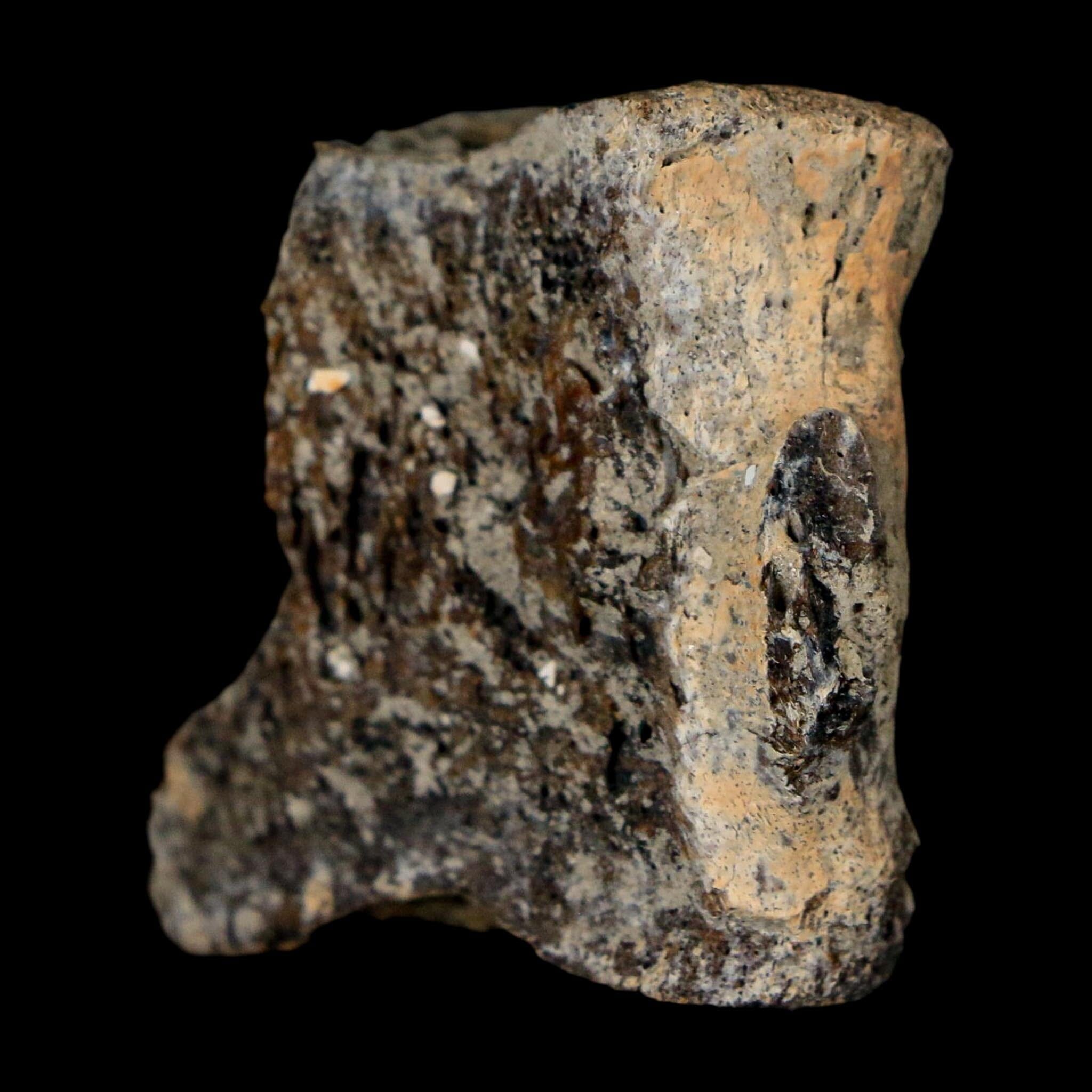 1.4" Hadrosaur Dinosaur Fossil Vertebrae Bone Judith River Formation Montana COA - Fossil Age Minerals