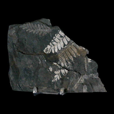 6" Alethopteris Fern Plant Leaf Fossil Carboniferous Age Llewellyn FM ST Clair, PA - Fossil Age Minerals