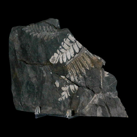 6" Alethopteris Fern Plant Leaf Fossil Carboniferous Age Llewellyn FM ST Clair, PA - Fossil Age Minerals