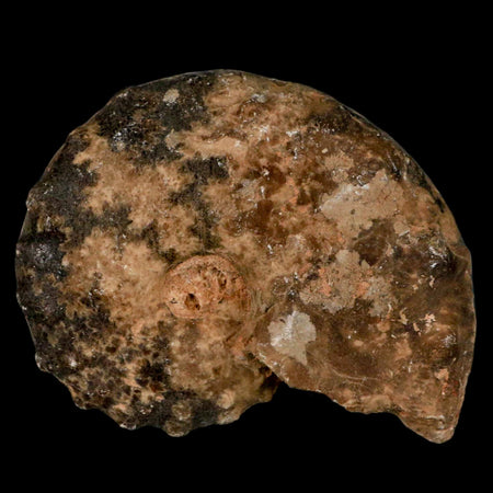 3.2" Mammites Nodosoides Ammonite Fossil Shell Upper Cretaceous Age Morocco