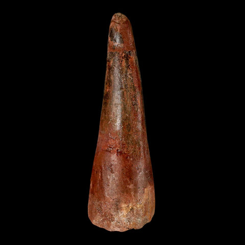 XL 3.3" Spinosaurus Fossil Tooth 100 Million Years Old Cretaceous Dinosaur COA - Fossil Age Minerals