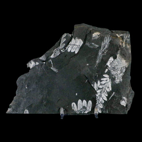 6" Alethopteris Fern Plant Leaf Fossil Carboniferous Age Llewellyn FM ST Clair, PA - Fossil Age Minerals