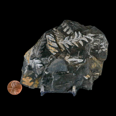 4.1" Alethopteris Fern Plant Leaf Fossil Carboniferous Age Llewellyn FM ST Clair, PA - Fossil Age Minerals