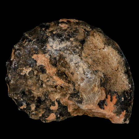 3.4" Mammites Nodosoides Ammonite Fossil Shell Upper Cretaceous Age Morocco