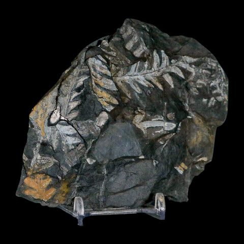 4.1" Alethopteris Fern Plant Leaf Fossil Carboniferous Age Llewellyn FM ST Clair, PA - Fossil Age Minerals