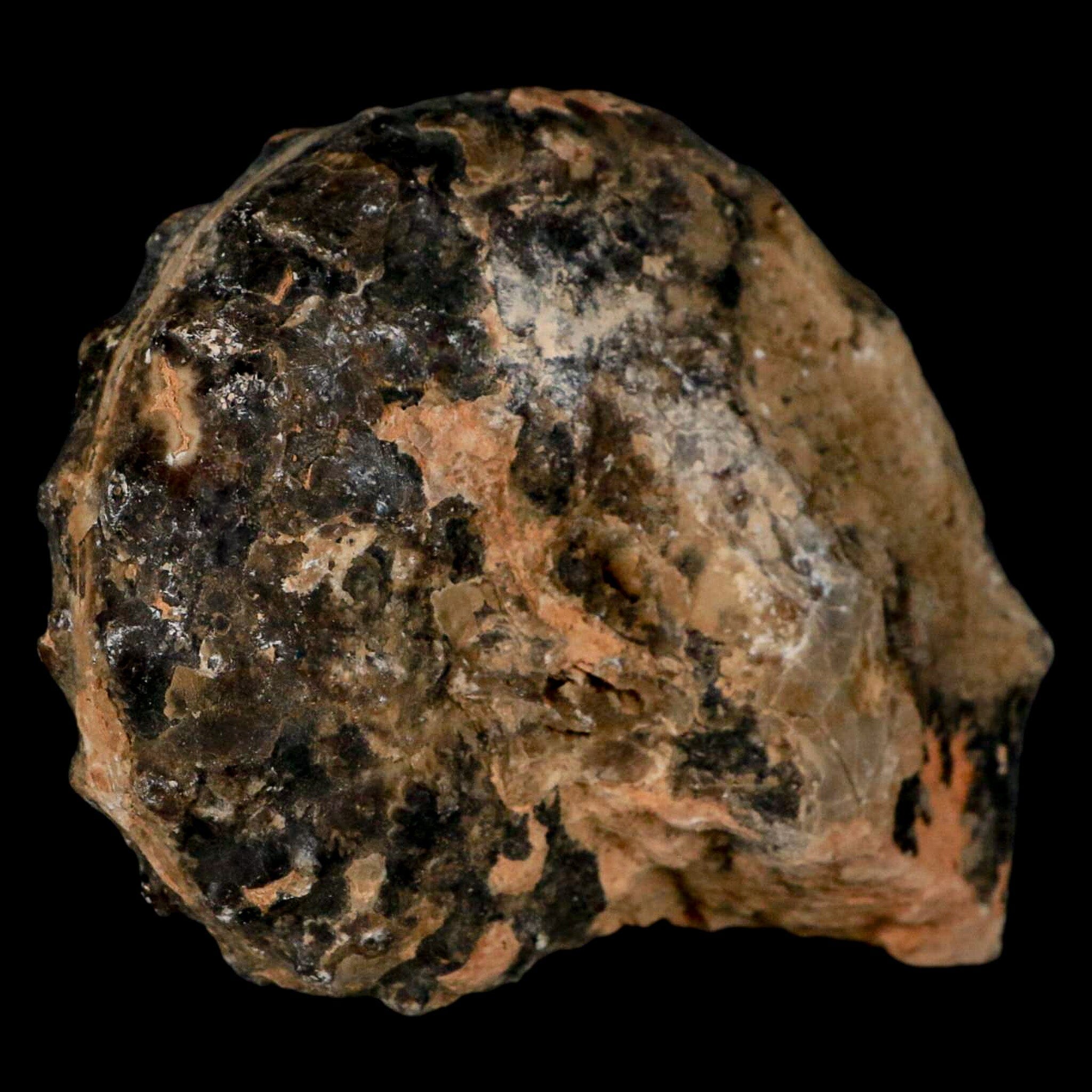 3.4" Mammites Nodosoides Ammonite Fossil Shell Upper Cretaceous Age Morocco - Fossil Age Minerals