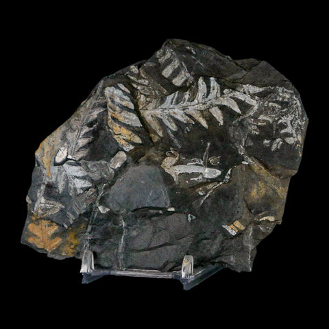 4.1" Alethopteris Fern Plant Leaf Fossil Carboniferous Age Llewellyn FM ST Clair, PA - Fossil Age Minerals