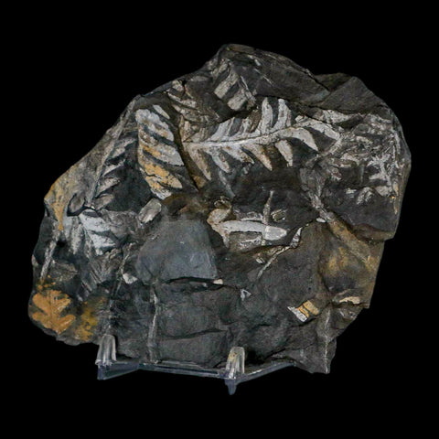 4.1" Alethopteris Fern Plant Leaf Fossil Carboniferous Age Llewellyn FM ST Clair, PA - Fossil Age Minerals