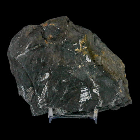 4.1" Alethopteris Fern Plant Leaf Fossil Carboniferous Age Llewellyn FM ST Clair, PA - Fossil Age Minerals