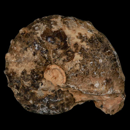 3" Mammites Nodosoides Ammonite Fossil Shell Upper Cretaceous Age Morocco