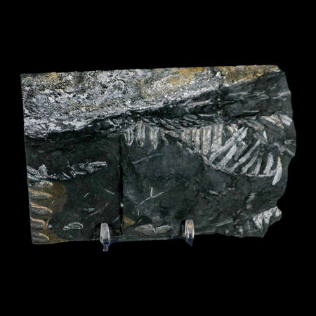 5.2" Alethopteris Fern Plant Leaf Fossil Carboniferous Age Llewellyn FM ST Clair, PA