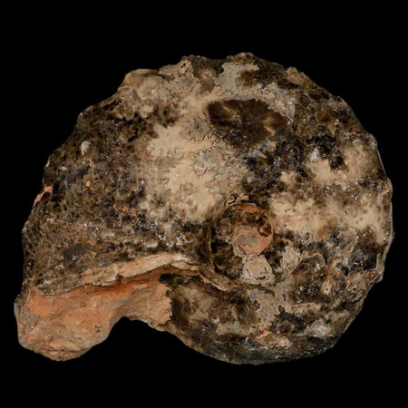 3" Mammites Nodosoides Ammonite Fossil Shell Upper Cretaceous Age Morocco