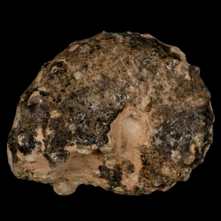 3" Mammites Nodosoides Ammonite Fossil Shell Upper Cretaceous Age Morocco