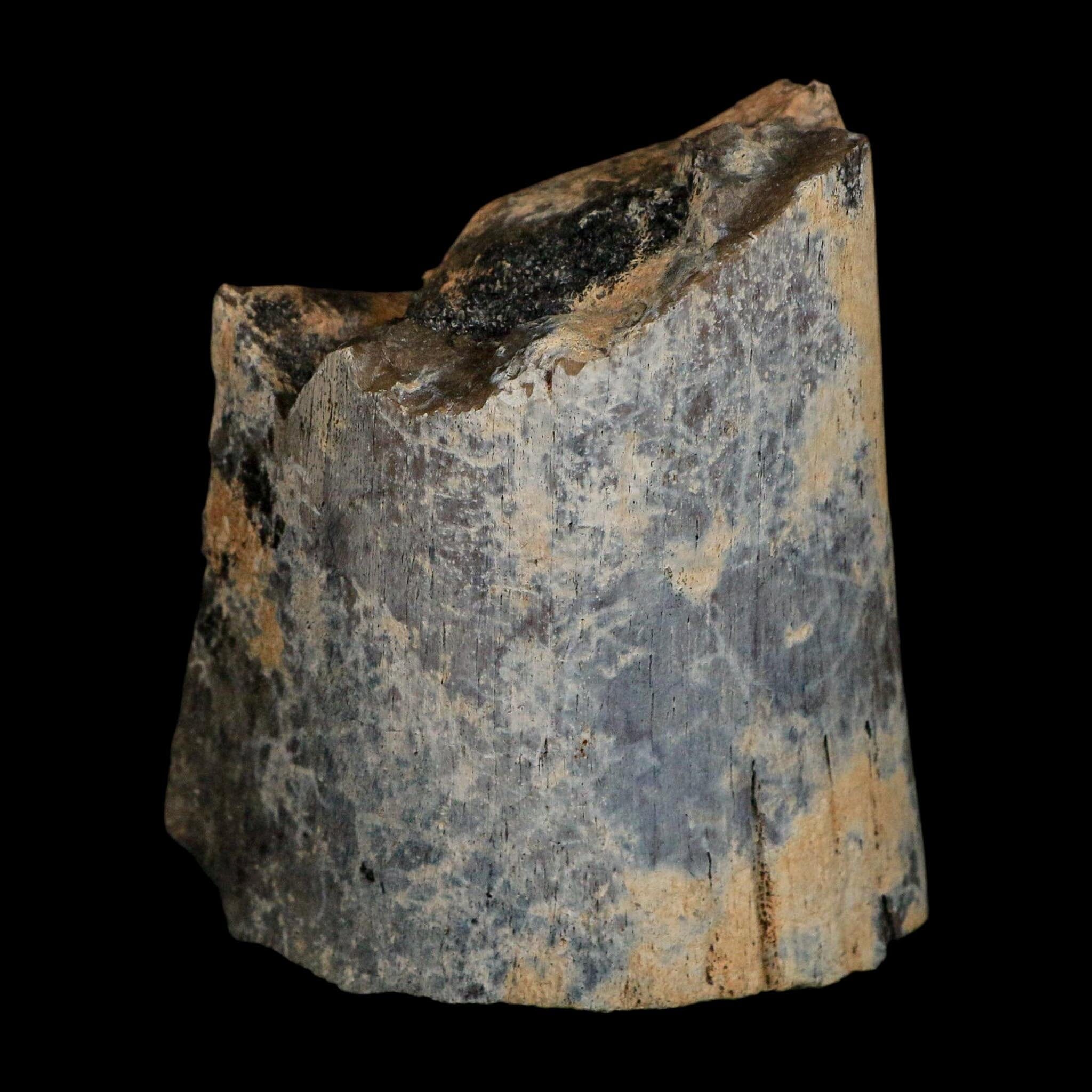 3" Brachylophosaurus Fossil Echium Bone Cretaceous Dinosaur Judith River MT COA