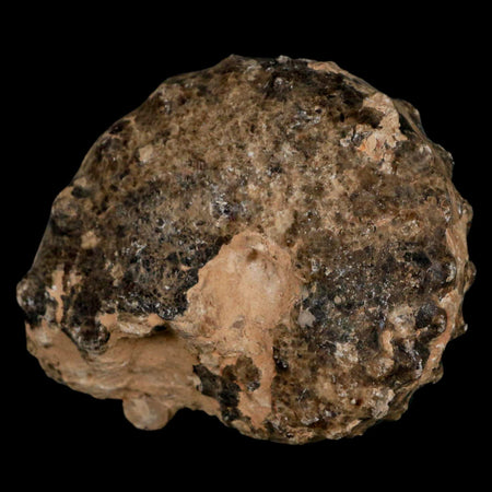 3" Mammites Nodosoides Ammonite Fossil Shell Upper Cretaceous Age Morocco