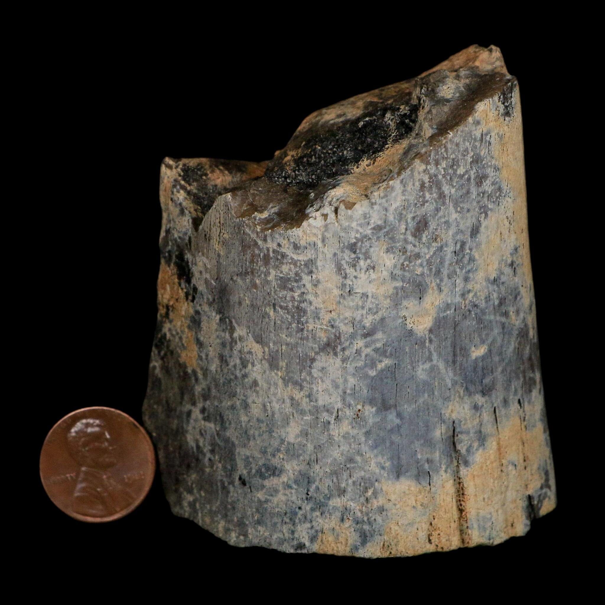 3" Brachylophosaurus Fossil Echium Bone Cretaceous Dinosaur Judith River MT COA
