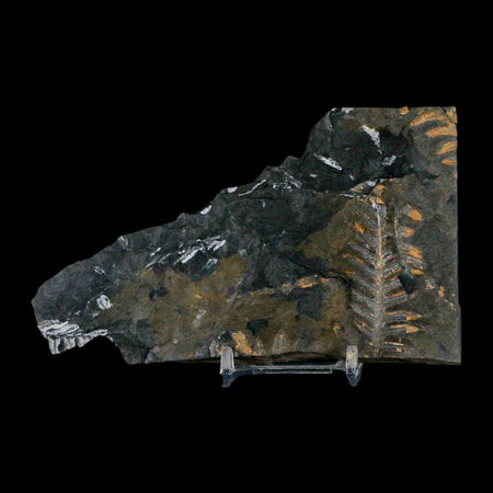 5.5" Alethopteris Fern Plant Leaf Fossil Carboniferous Age Llewellyn FM ST Clair, PA