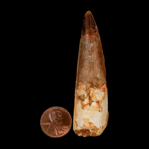 2.9" Spinosaurus Fossil Tooth 100 Million Years Old Cretaceous Dinosaur COA - Fossil Age Minerals
