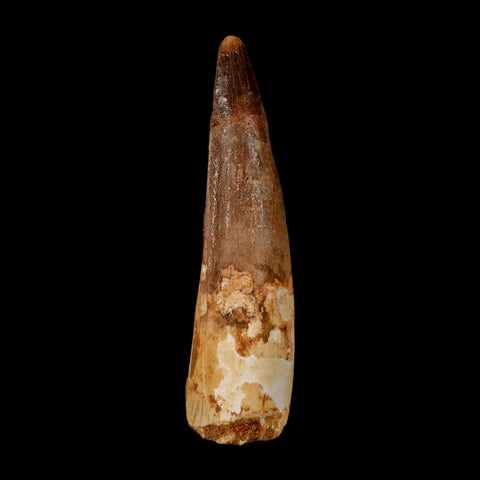 2.9" Spinosaurus Fossil Tooth 100 Million Years Old Cretaceous Dinosaur COA - Fossil Age Minerals