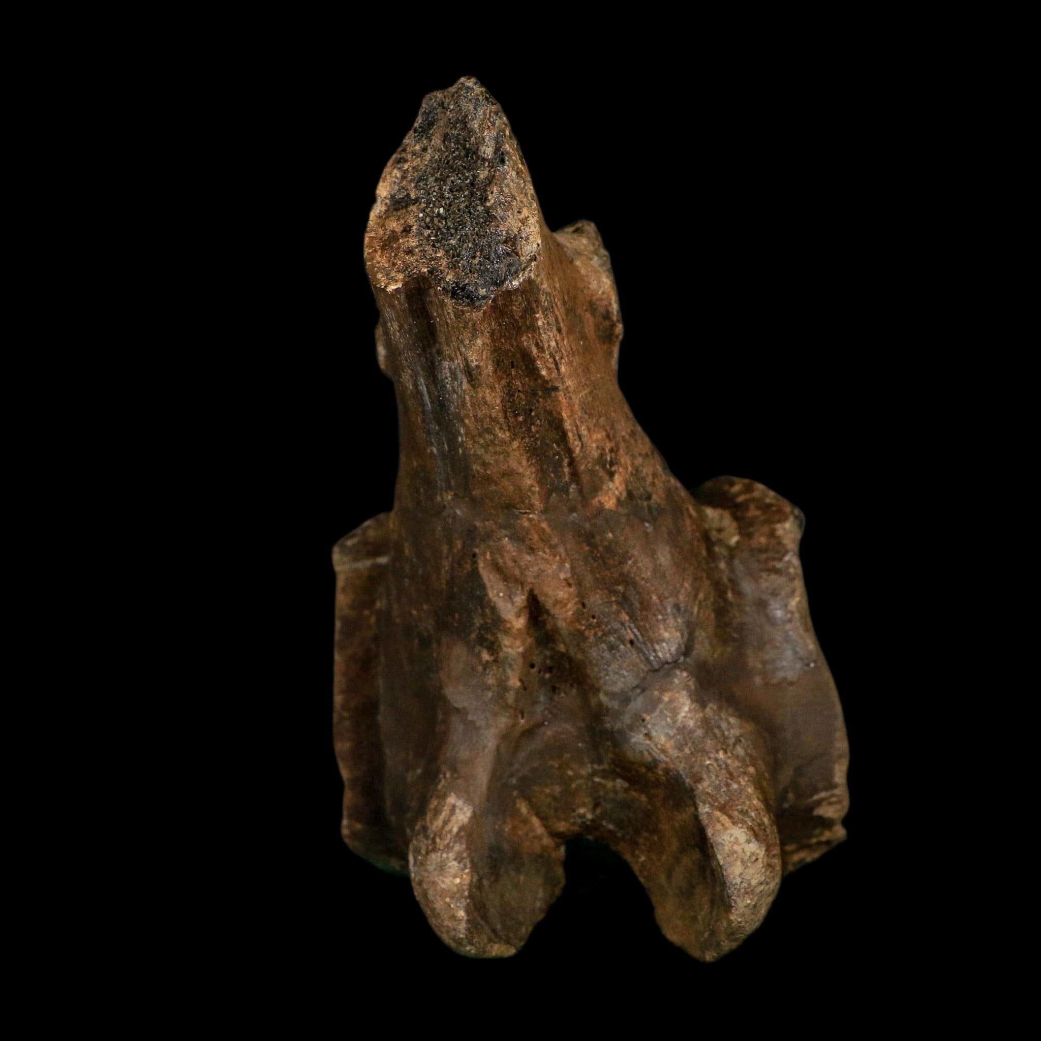 4.9" Brachylophosaurus Fossil Vertebrae Process Cretaceous Dinosaur Montana COA