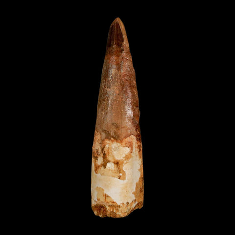 2.9" Spinosaurus Fossil Tooth 100 Million Years Old Cretaceous Dinosaur COA - Fossil Age Minerals