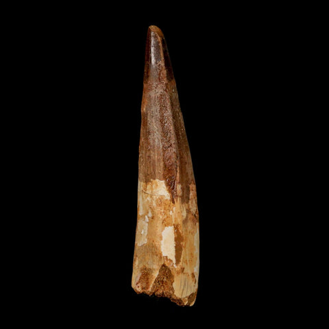 2.9" Spinosaurus Fossil Tooth 100 Million Years Old Cretaceous Dinosaur COA - Fossil Age Minerals