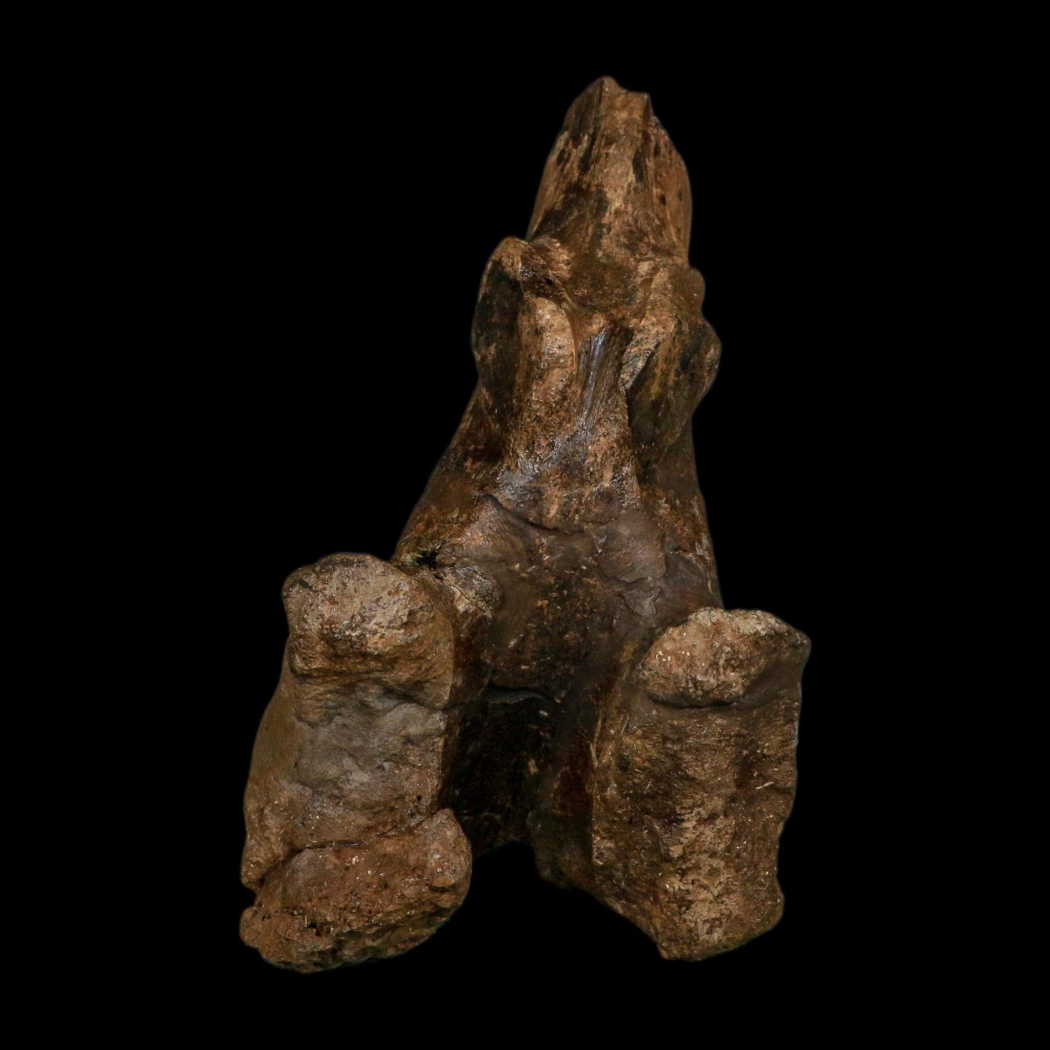 4.9" Brachylophosaurus Fossil Vertebrae Process Cretaceous Dinosaur Montana COA