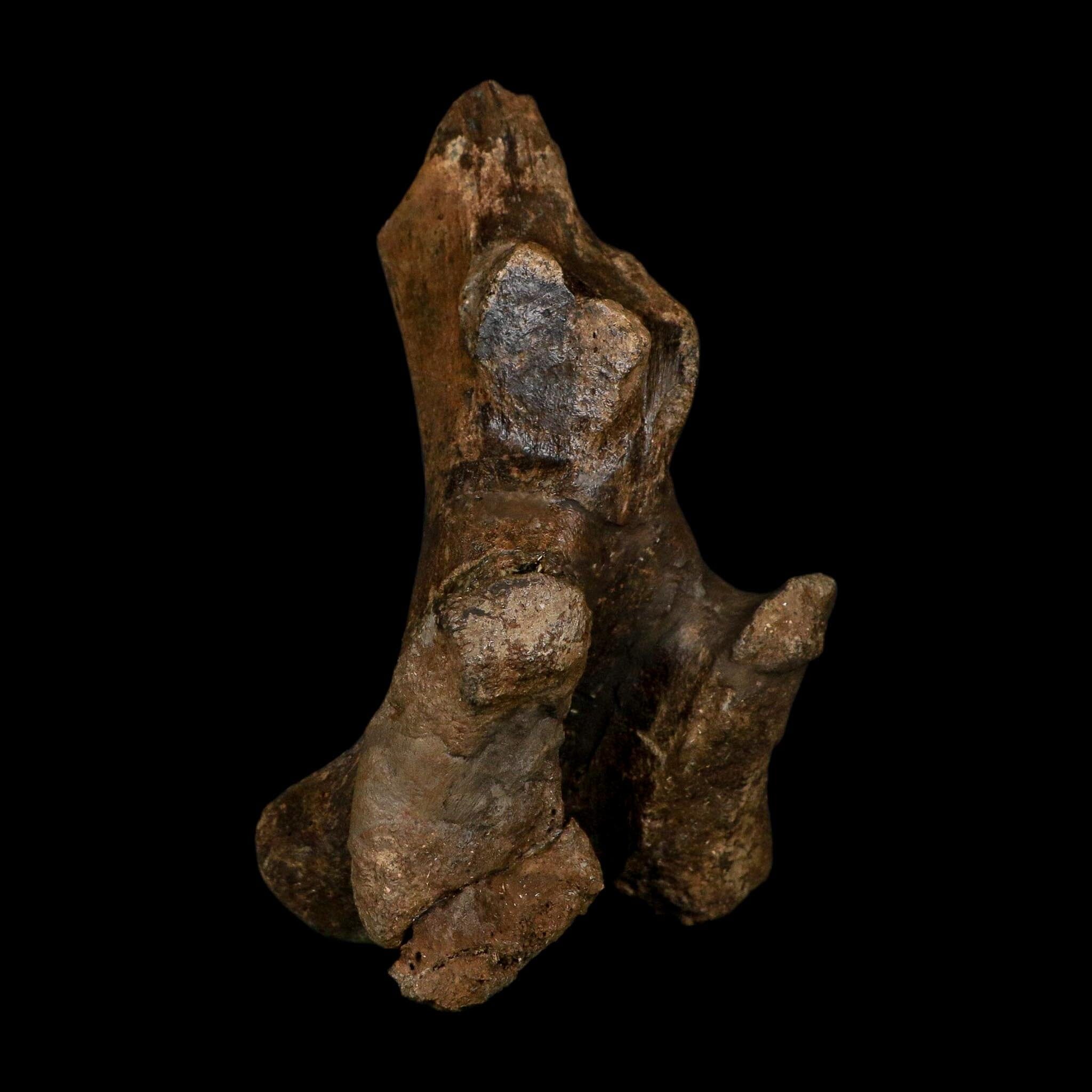 4.9" Brachylophosaurus Fossil Vertebrae Process Cretaceous Dinosaur Montana COA