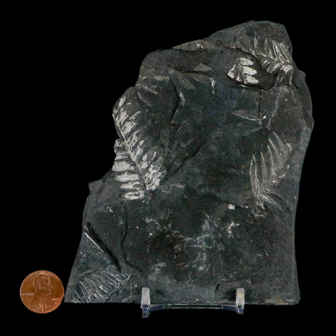 4.7" Alethopteris Fern Plant Leaf Fossil Carboniferous Age Llewellyn FM ST Clair, PA - Fossil Age Minerals