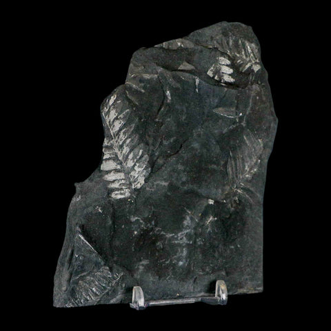 4.7" Alethopteris Fern Plant Leaf Fossil Carboniferous Age Llewellyn FM ST Clair, PA - Fossil Age Minerals