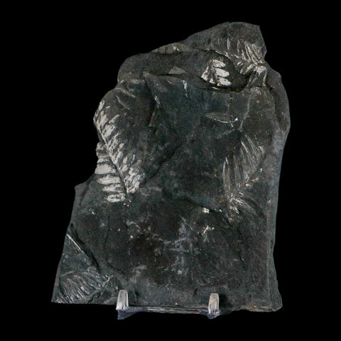 4.7" Alethopteris Fern Plant Leaf Fossil Carboniferous Age Llewellyn FM ST Clair, PA - Fossil Age Minerals