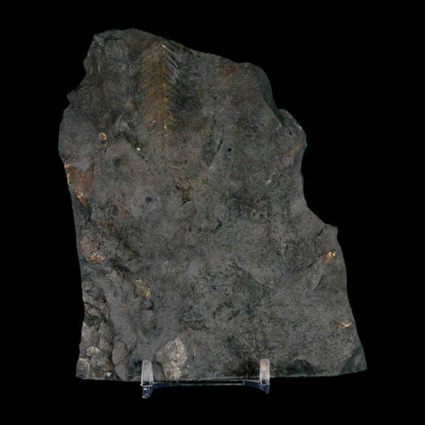 4.7" Alethopteris Fern Plant Leaf Fossil Carboniferous Age Llewellyn FM ST Clair, PA - Fossil Age Minerals