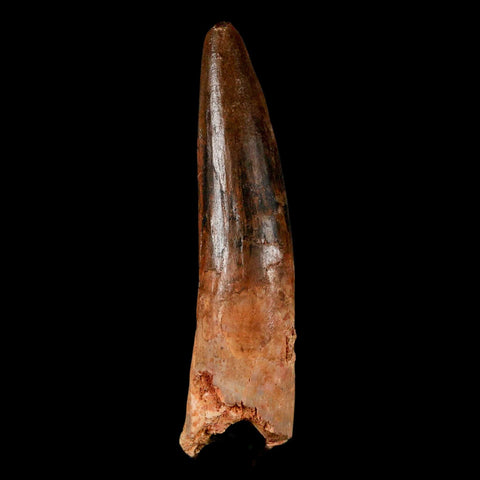 2.9" Spinosaurus Fossil Tooth 100 Million Years Old Cretaceous Dinosaur COA - Fossil Age Minerals