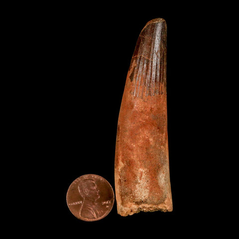 XL 3" Spinosaurus Fossil Tooth 100 Million Years Old Cretaceous Dinosaur COA - Fossil Age Minerals