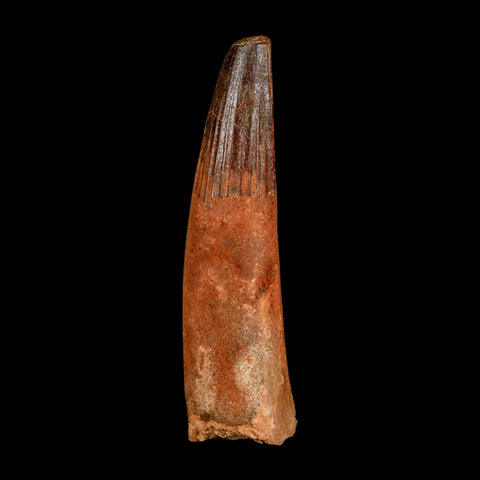 XL 3" Spinosaurus Fossil Tooth 100 Million Years Old Cretaceous Dinosaur COA - Fossil Age Minerals