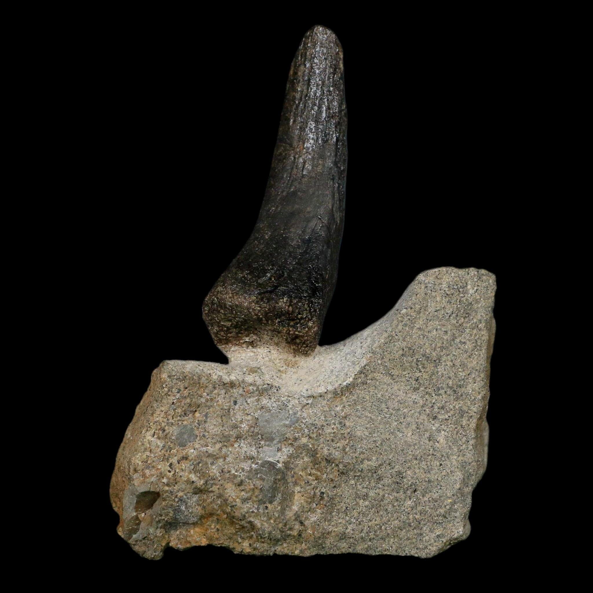 2.1" Hypacrosaurus Dinosaur Fossil Vertebrae Process Two Medicine FM Montana COA - Fossil Age Minerals