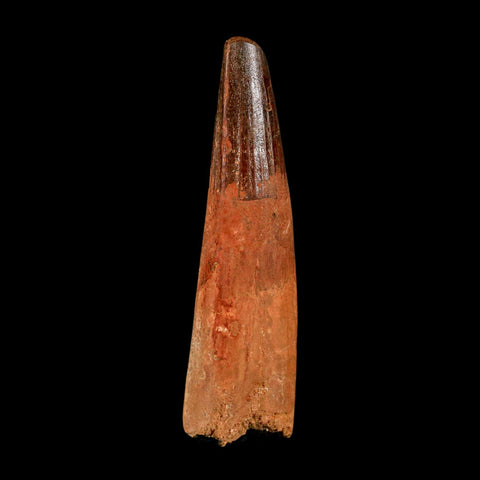 XL 3" Spinosaurus Fossil Tooth 100 Million Years Old Cretaceous Dinosaur COA - Fossil Age Minerals